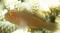 Image of Gobiodon quinquestrigatus (Five-lined coral goby)