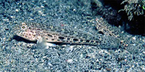 Image of Gobius rubropunctatus 
