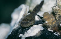 Image of Gobiesox strumosus (Skilletfish)