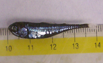 Image of Gonichthys tenuiculus (Slendertail lanternfish)