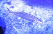 Image of Grammatorcynus bicarinatus (Shark mackerel)