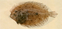 Image of Grammatobothus krempfi (Krempf\