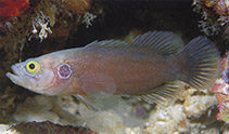 Image of Grammistops ocellatus (Ocellate soapfish)
