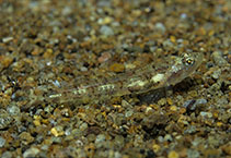 Image of Grallenia rubrilineata (Redstripe goby)