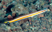 Image of Gunnellichthys curiosus (Curious wormfish)