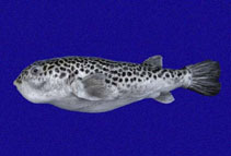 Image of Guentheridia formosa (Spotted puffer)