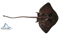 Image of Gurgesiella furvescens (Dusky finless skate)
