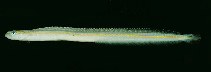 Image of Gunnellichthys viridescens (Yellowstripe wormfish)