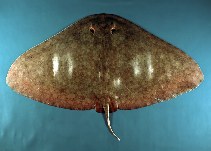 Image of Gymnura altavela (Spiny butterfly ray)