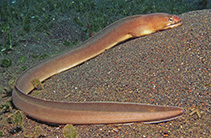 Image of Gymnothorax angusticauda (Narrowtail moray)