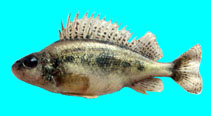 Image of Gymnocephalus baloni (Danube ruffe)