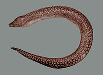 Image of Gymnothorax baranesi 
