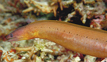 Image of Gymnothorax castlei (Castle\