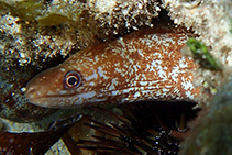 Image of Gymnothorax chilospilus (Lipspot moray)