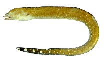 Image of Gymnothorax conspersus (Saddled moray)