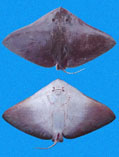 Image of Gymnura crebripunctata (Longsnout butterfly ray)