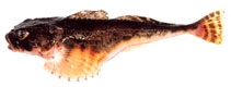 Image of Gymnocanthus detrisus 
