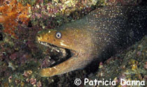 Image of Gymnothorax dovii (Finespotted moray)