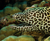Image of Gymnothorax favagineus (Laced moray)