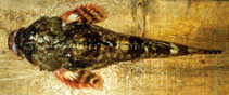 Image of Gymnocanthus galeatus (Armorhead sculpin)