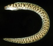 Image of Gymnothorax gracilicauda (Slendertail moray)