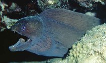 Image of Gymnothorax hepaticus (Liver-colored moray eel)