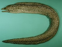 Image of Gymnothorax johnsoni (Whitespotted moray)