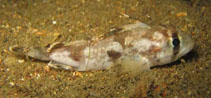 Image of Gymnapistes marmoratus (Soldier)