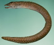 Image of Gymnothorax margaritophorus (Blotch-necked moray)