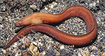 Image of Gymnothorax moluccensis (Moluccan moray)