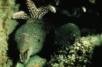 Image of Gymnothorax mordax (California moray)