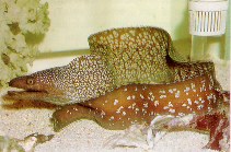 Image of Gymnothorax niphostigmus (Snowflake-patched moray)