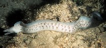 Image of Gymnothorax nubilus (Grey moray)