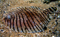 Image of Gymnachirus nudus (Naked sole)