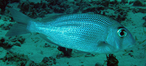 Image of Gymnocranius superciliosus (Eyebrowed large-eye bream.)