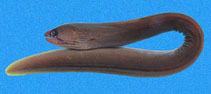 Image of Gymnothorax panamensis (Masked moray)