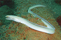 Image of Gymnothorax phasmatodes (Ghost moray)