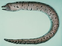 Image of Gymnothorax pikei (Pike\