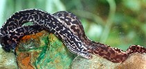 Image of Gymnothorax polyuranodon (Freshwater moray)