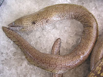 Image of Gymnothorax polygonius (Polygon moray)