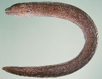 Image of Gymnothorax porphyreus (Lowfin moray)