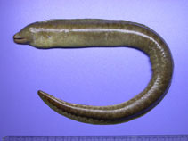 Image of Gymnothorax taiwanensis (Taiwanese moray eel)