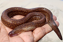 Image of Gymnothorax tile (Indian mud moray)