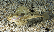 Image of Gymnocanthus tricuspis (Arctic staghorn sculpin)
