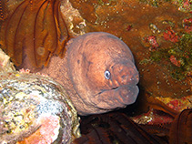 Image of Gymnothorax unicolor (Brown moray)