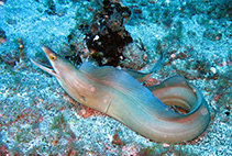 Image of Gymnothorax vicinus (Purplemouth moray)