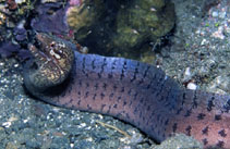 Image of Gymnothorax zonipectis (Barredfin moray)