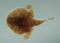 Image of Halieutichthys aculeatus (Pancake batfish)