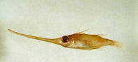 Image of Halimochirurgus alcocki 