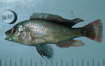Image of Haplochromis ampullarostratus 